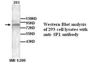 Image no. 1 for anti-Sp1 Transcription Factor (SP1) antibody (ABIN790897) (SP1 anticorps)