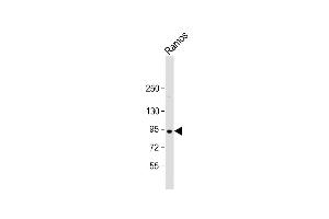 Anti-C8orf80 Antibody (N-Term) at 1:2000 dilution + Ramos whole cell lysate Lysates/proteins at 20 μg per lane. (C8orf80 anticorps  (AA 27-59))