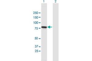 Western Blot analysis of GGN expression in transfected 293T cell line by GGN MaxPab polyclonal antibody. (GGN anticorps  (AA 1-652))