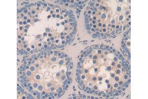 Used in DAB staining on fromalin fixed paraffin- embedded testis tissue (TOPBP1 anticorps  (AA 1-246))