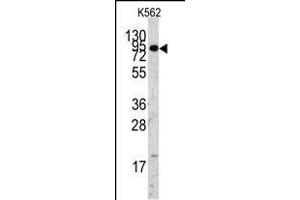 Western blot analysis of anti-EIF4B Antibody (C-term) Pab (ABIN6242301 and ABIN6577381) in K562 cell line lysates (35 μg/lane).