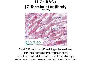 Image no. 1 for anti-BCL2-Associated Athanogene 3 (BAG3) (C-Term) antibody (ABIN1732194) (BAG3 anticorps  (C-Term))