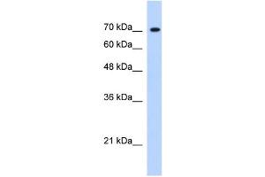 JMJD3 antibody (20R-1248) used at 0. (Kdm6b anticorps  (Middle Region))