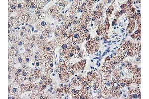 Image no. 1 for anti-Cyclin-Dependent Kinase Inhibitor 3 (CDKN3) antibody (ABIN1497459) (CDKN3 anticorps)