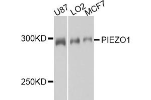 Western blot analysis of extracts of various cell lines, using PIEZO1 antibody (ABIN5995419) at 1/1000 dilution. (PIEZO1 anticorps)