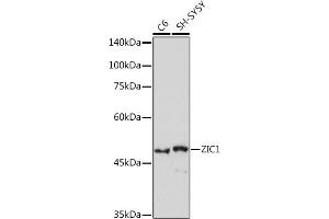 Western blot analysis of extracts of various cell lines, using ZIC1 Rabbit mAb (ABIN7271536) at 1:1000 dilution. (ZIC1 anticorps)