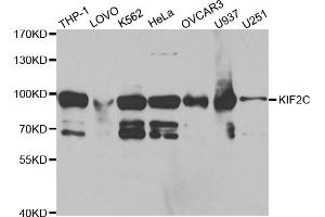Western blot analysis of extracts of various cell lines, using KIF2C antibody. (KIF2C anticorps)