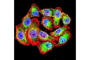 Immunofluorescence analysis of Hela cells using WT1 mouse mAb (green). (WT1 anticorps  (AA 1-181))