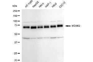 Western blotting analysis using MEKK2 antibody (ABIN7799469). (Recombinant MAP3K2 anticorps)