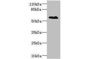 Western blot All lanes: SLC1A7antibody IgG at 1. (SLC1A7 anticorps  (AA 115-220))