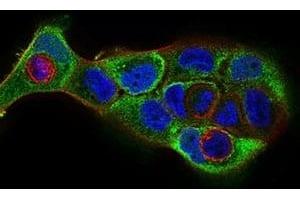 Immunofluorescence analysis of A431 cells using CDH16 mouse mAb (green). (Cadherin-16 anticorps)