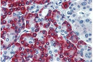 Human Pancreas: Formalin-Fixed, Paraffin-Embedded (FFPE) (SSR1 anticorps  (AA 33-287))