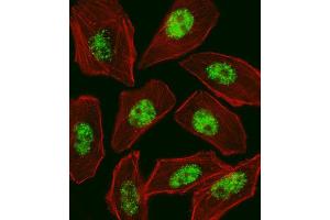 Immunofluorescence (IF) image for anti-Regulatory Factor X, 1 (Influences HLA Class II Expression) (RFX1) antibody (ABIN2998977)