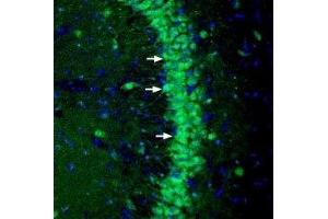 Expression of NGL-3 in mouse hippocampus - Immunohistochemical staining of perfusion-fixed frozen mouse brain sections with Anti-NGL-3/LRRC4B (extracellular) Antibody (ABIN7043300, ABIN7044736 and ABIN7044737), (1:200), followed by goat anti-rabbit-AlexaFluor-488.