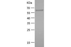 Western Blotting (WB) image for Heat Shock Protein 90kDa alpha (Cytosolic), Class A Member 1 (HSP90AA1) (AA 381-732) protein (His-IF2DI Tag) (ABIN7123278)