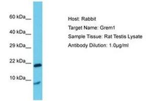 Image no. 1 for anti-Gremlin 1 (GREM1) (AA 51-100) antibody (ABIN6750392) (GREM1 anticorps  (AA 51-100))