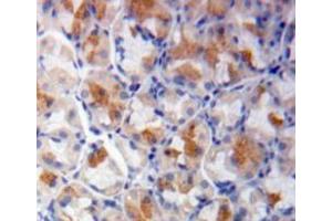 Used in DAB staining on fromalin fixed paraffin-embedded stomach tissue (SHC1 anticorps  (AA 272-559))