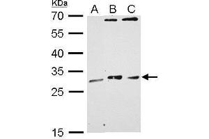 WB Image MAF1 antibody detects MAF1 protein by Western blot analysis. (MAF1 anticorps  (Center))