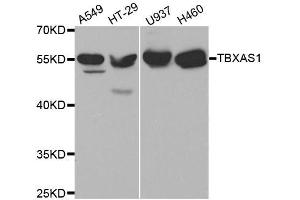 Western blot analysis of extracts of various cell lines, using TBXAS1 antibody.