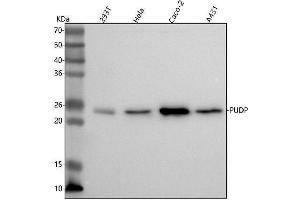 Western blot analysis of PUDP using anti-PUDP antibody (ABIN7599119).