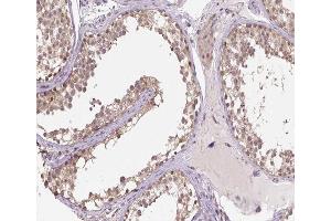 ABIN6266906 at 1/100 staining human testis tissue sections by IHC-P. (HSPH1 anticorps  (C-Term))
