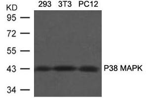 Western blot analysis of extracts from 293, 3T3 and PC12 cells using P38 MAPK(Ab-180/182) Antibody. (MAPK11 anticorps  (AA 179-183))