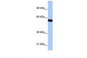 Image no. 1 for anti-Zinc Finger Protein 350 (ZNF350) (AA 108-157) antibody (ABIN6737806) (ZNF350 anticorps  (AA 108-157))