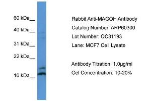 WB Suggested Anti-MAGOH  Antibody Titration: 0. (MAGOH anticorps  (N-Term))
