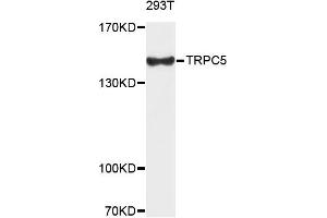 Western blot analysis of extracts of 293T cells, using TRPC5 antibody.
