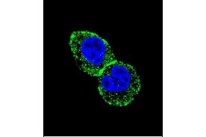 Confocal immunofluorescent analysis of IDH1 Antibody (N-term) (ABIN391659 and ABIN2841570) with HepG2 cell followed by Alexa Fluor 488-conjugated goat anti-rabbit lgG (green). (IDH1 anticorps  (N-Term))