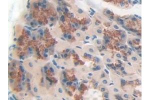 Detection of DEP1 in Mouse Stomach Tissue using Polyclonal Antibody to Density Enhanced Phosphatase 1 (DEP1)