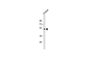 Anti-UGT2B4 Antibody (C-term)at 1:2000 dilution + human liver lysates Lysates/proteins at 20 μg per lane. (UGT2B4 anticorps  (C-Term))