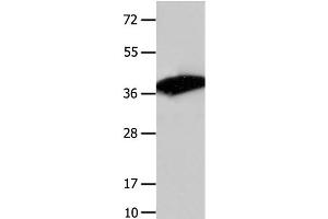 Western Blot analysis of Mouse liver tissue using COPS5 Polyclonal Antibody at dilution of 1:1550 (COPS5 anticorps)