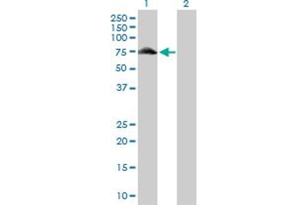 Glycogenin 2 antibody  (AA 1-470)