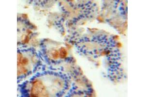 IHC-P analysis of Intestine tissue, with DAB staining. (INSL5 anticorps  (AA 23-135))