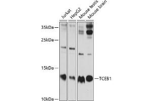 Western blot analysis of extracts of various cell lines, using TCEB1 antibody (ABIN6131624, ABIN6148930, ABIN6148932 and ABIN6219151) at 1:1000 dilution. (TCEB1 anticorps  (AA 1-112))