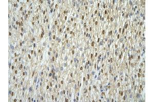 Rabbit Anti-ANP32A antibody   Paraffin Embedded Tissue: Human Heart cell Cellular Data: cardiac cell of renal tubule Antibody Concentration: 4.