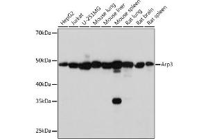 Western blot analysis of extracts of various cell lines, using Arp3 Rabbit mAb (ABIN7265676) at 1:1000 dilution. (ACTR3 anticorps)