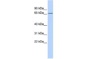 WB Suggested Anti-KCNG1 Antibody Titration:  0. (KCNG1 anticorps  (N-Term))
