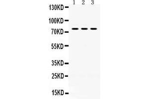 Anti- PAK5 Picoband antibody, Western blottingAll lanes: Anti PAK5  at 0. (PAK7 anticorps  (N-Term))