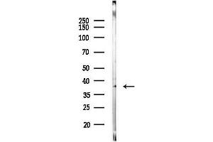 anti-Olfactory Receptor 10H3/4 (C-Term) antibody