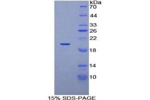 SDS-PAGE analysis of Rat Elongin A Protein. (TCEB3 Protéine)