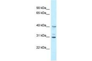 Image no. 1 for anti-2'-5' Oligoadenylate Synthetase 1G (OAS1G) (AA 60-109) antibody (ABIN6747816) (OAS1G anticorps  (AA 60-109))