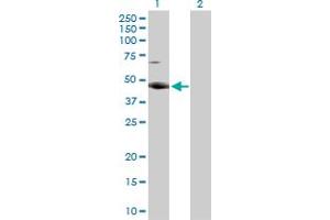 Western Blot analysis of RBMS2 expression in transfected 293T cell line by RBMS2 MaxPab rabbit polyclonal antibody. (RBMS2 anticorps  (AA 1-407))