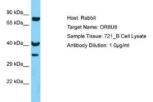 anti-Olfactory Receptor, Family 8, Subfamily U, Member 8 (OR8U8) (C-Term) antibody