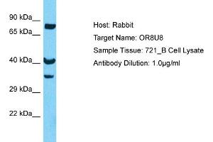 Host: Rabbit Target Name: OR8U8 Sample Type: 721_B Whole Cell lysates Antibody Dilution: 1. (Olfactory Receptor, Family 8, Subfamily U, Member 8 (OR8U8) (C-Term) anticorps)