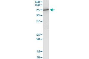 WHSC2 MaxPab polyclonal antibody. (WHSC2 anticorps  (AA 1-528))