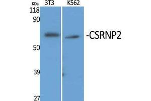 Western Blot (WB) analysis of specific cells using CSRNP2 Polyclonal Antibody.