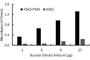 Transcription factor assay of Fra1 from nuclear extracts of K562 cells or K562 cells treated with PMA (50 ng/ml) for 3 hr with the  Activity Assay Kit.