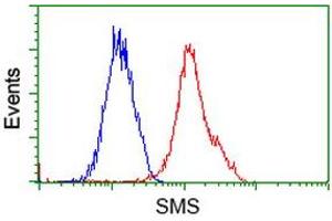 Flow Cytometry (FACS) image for anti-Spermine Synthase, SMS (SMS) antibody (ABIN1501097) (SMS anticorps)
